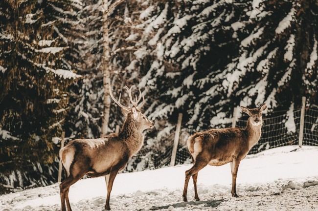 Alpine zoo "Schlögelberger" © Alpengasthof Schlögelberger GmbH