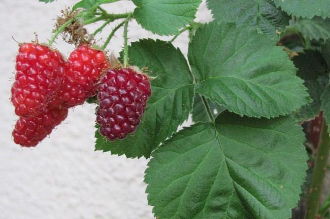 Himbeerstrauch im Garten