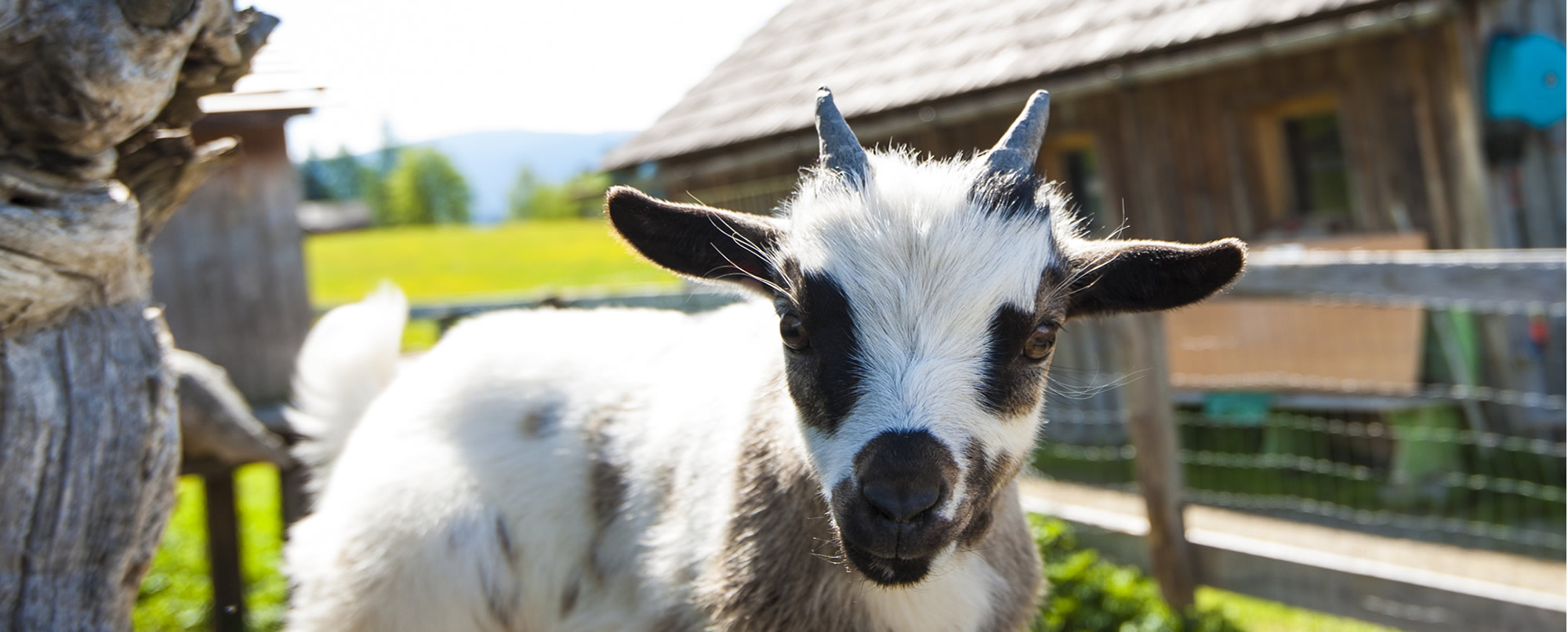  Family vacation on a farm with animals in Austria