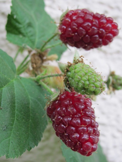 Raspberries in Örglwirt's garden