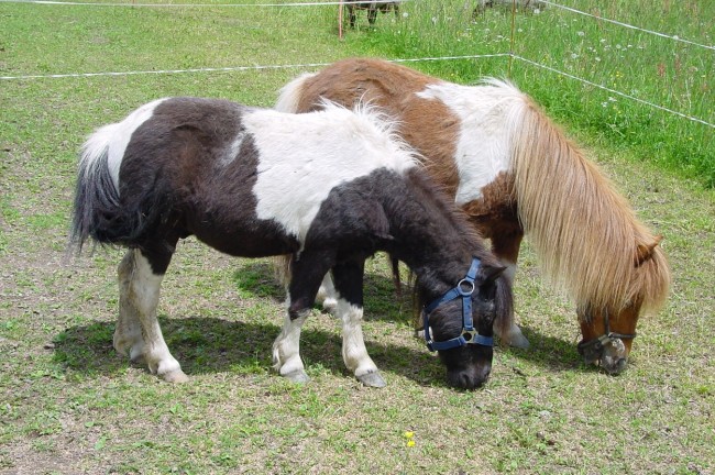 Bauernhofurlaub mit Ziegen uvm. am Örglwirt Gut in Mariapfarr