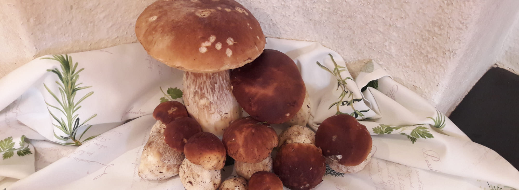 Porcini mushrooms
