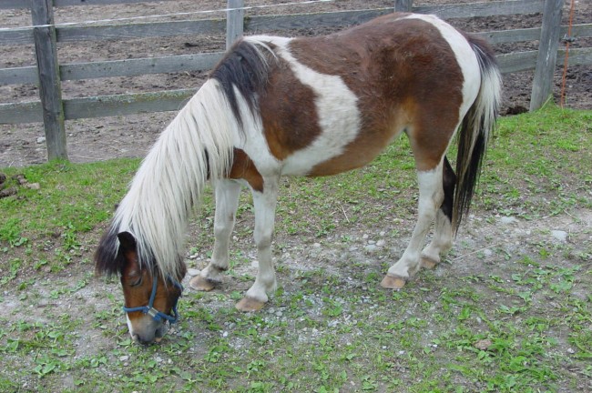 Pony in mini farm