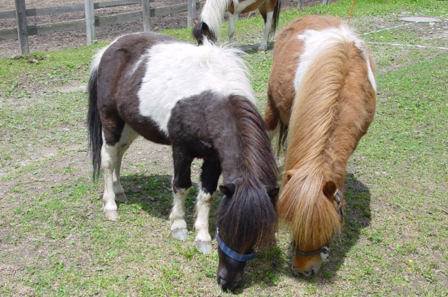 Ponies