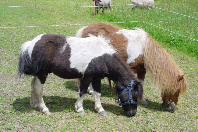 Ponies
