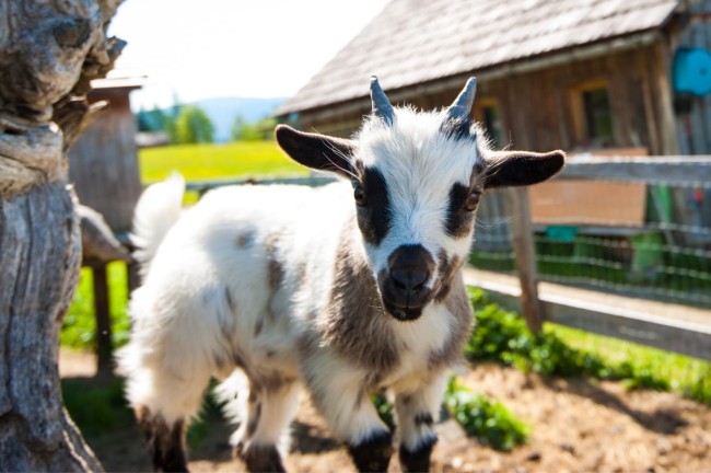 Ziege im Bauernhof